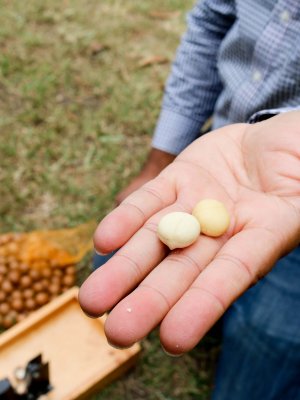 Macadamias are Australia’s second-biggest nut export, predicted to be worth $350 million by 2025. Macadamias are Australia’s second-biggest nut export, predicted to be worth $350 million by 2025.